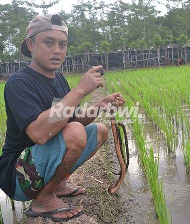 Detail Gambar Belut Sawah Nomer 12