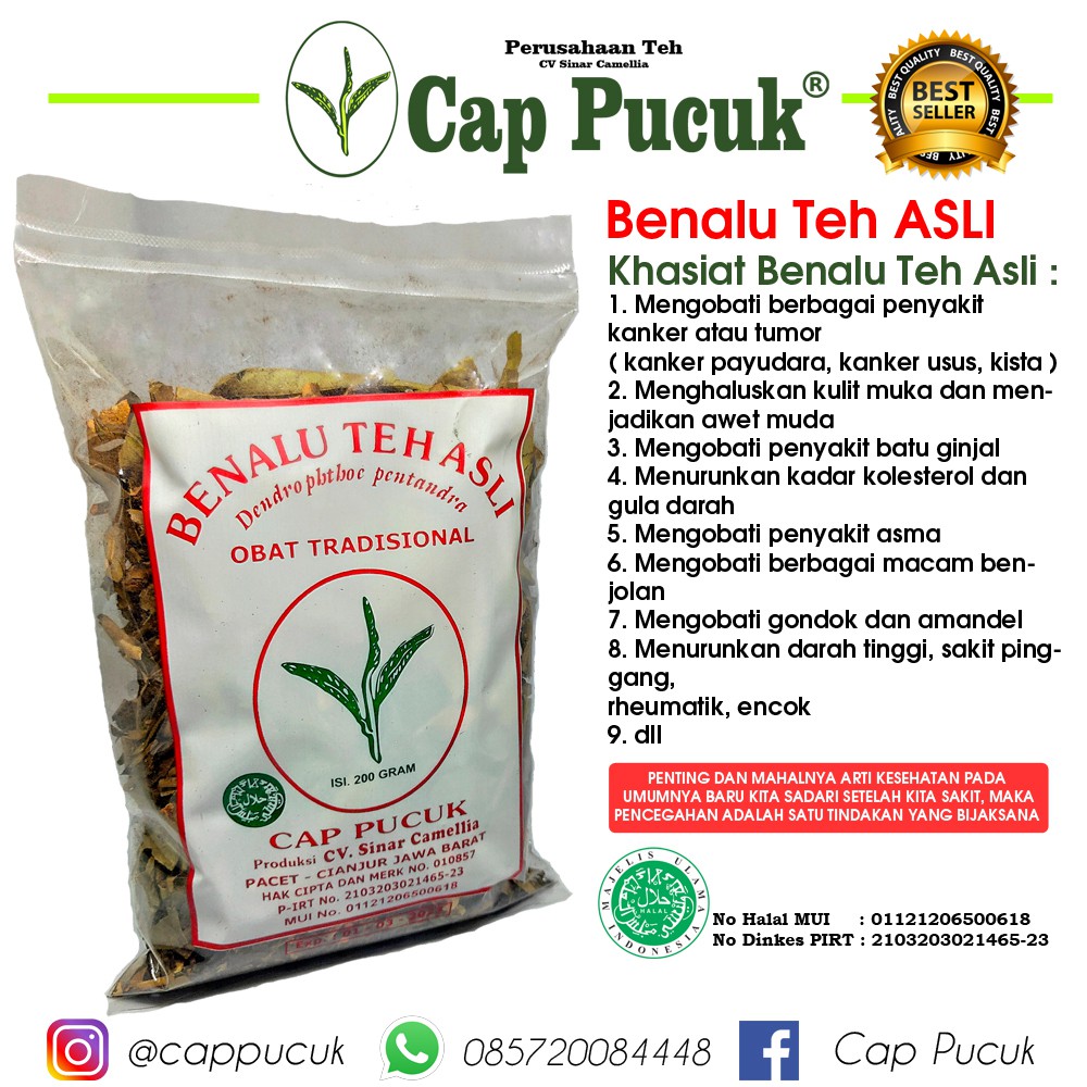 Detail Gambar Benalu Teh Asli Nomer 11