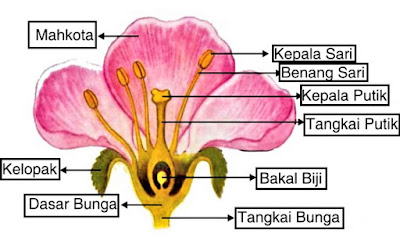 Detail Gambar Benang Sari Nomer 11