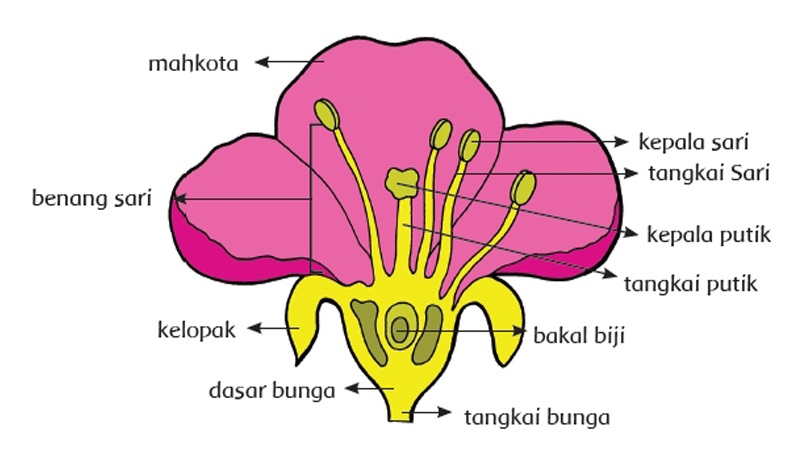 Detail Gambar Benang Sari Nomer 12