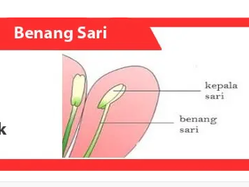 Detail Gambar Benang Sari Nomer 4