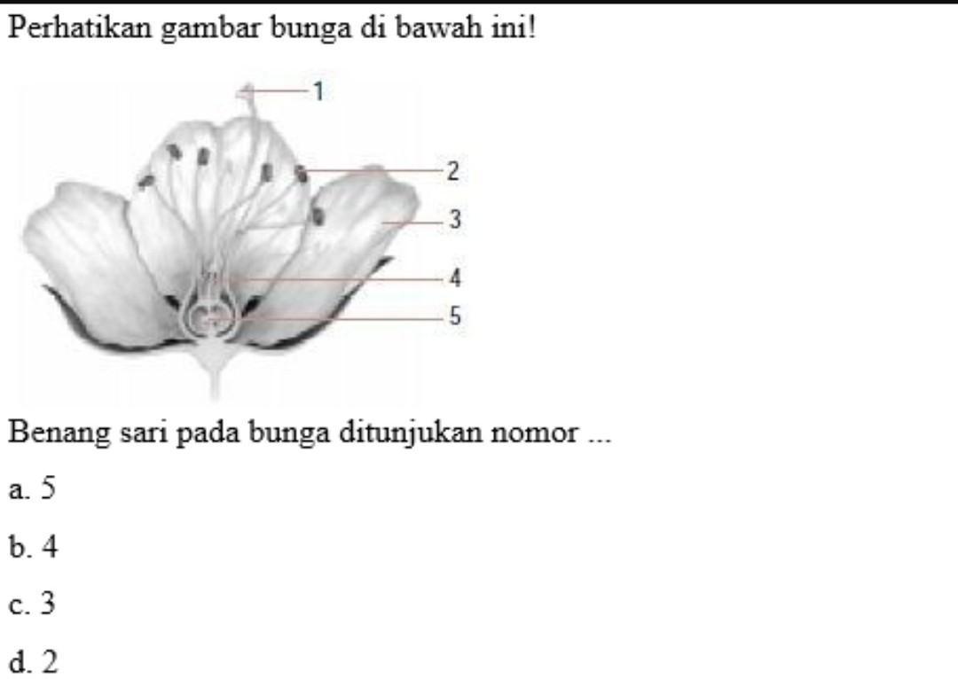 Detail Gambar Benang Sari Nomer 53