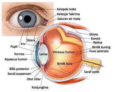 Detail Gambar Benda Berbentuk Bulat Gambar Cermin Mata Bulat Nomer 47