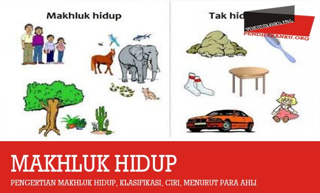 Detail Gambar Benda Hidup Nomer 34