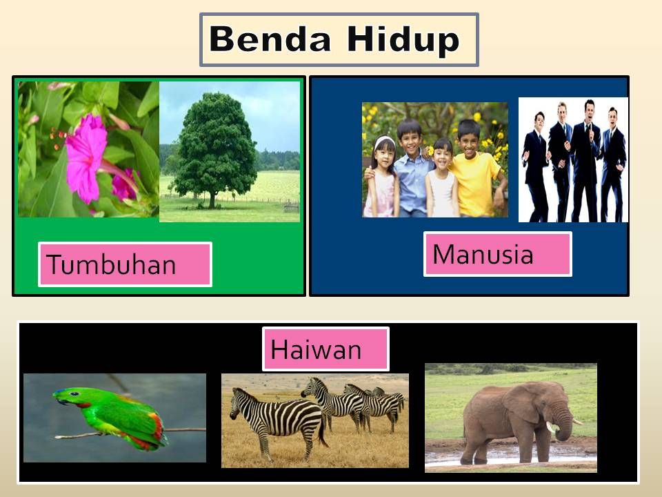 Detail Gambar Benda Hidup Dan Benda Mati Nomer 32