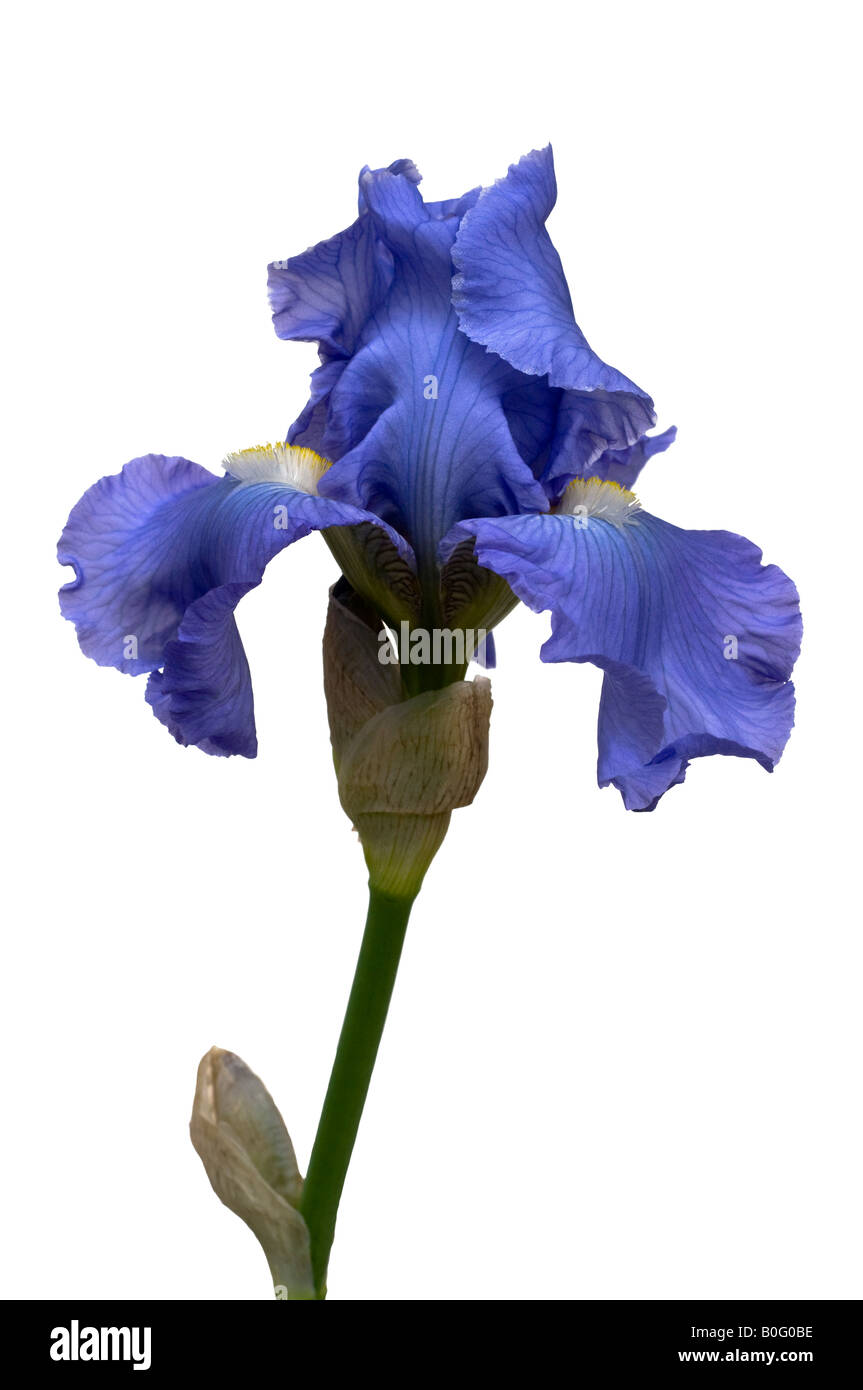Mehrfarbige Iris - KibrisPDR