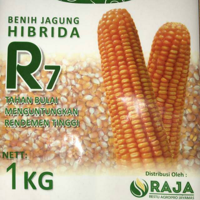 Detail Gambar Benih Jagung Nomer 5