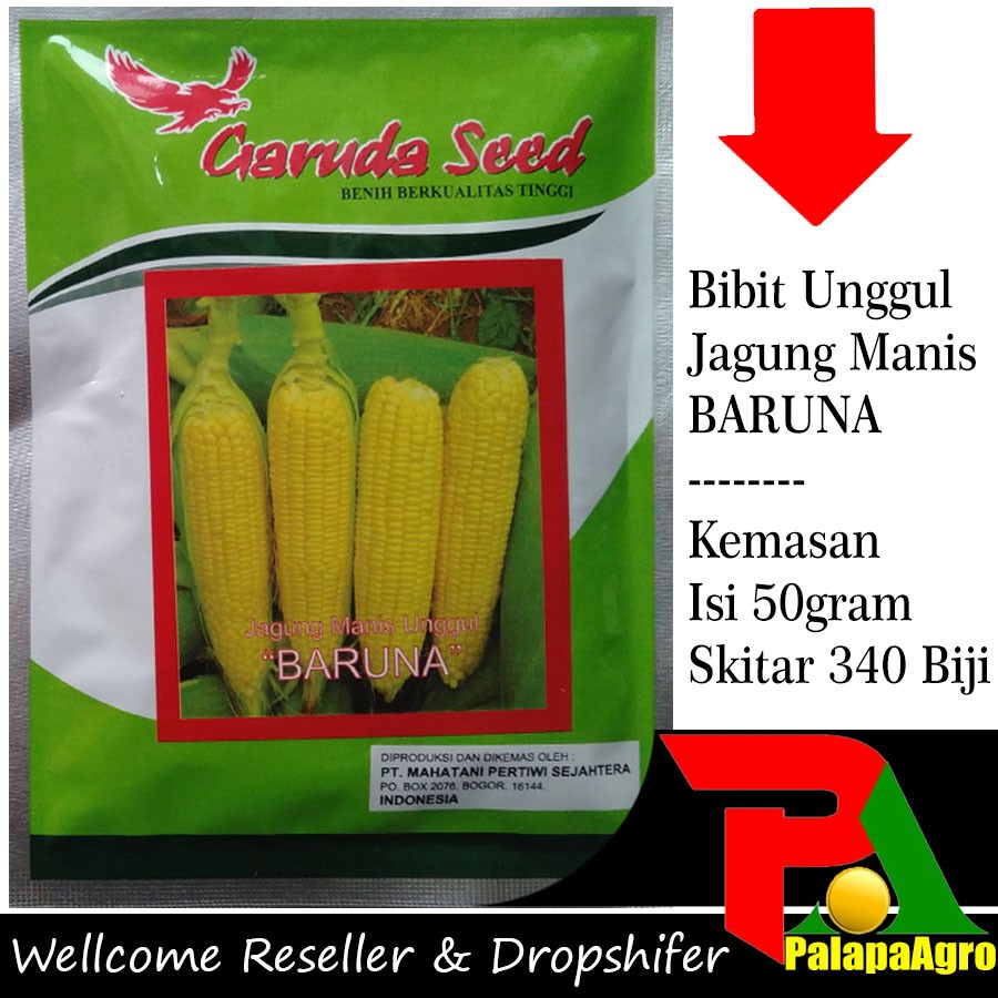 Detail Gambar Benih Jagung Nomer 49