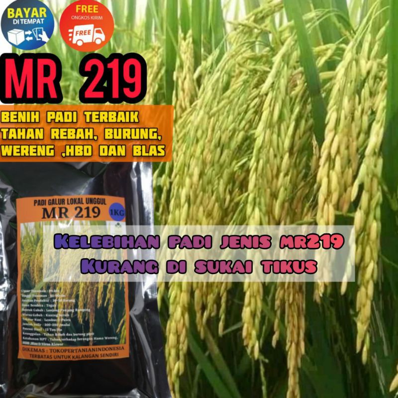 Detail Gambar Benih Padi Nomer 44