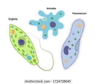 Detail Gambar Bentuk Amoeba Parameceyum Nomer 11