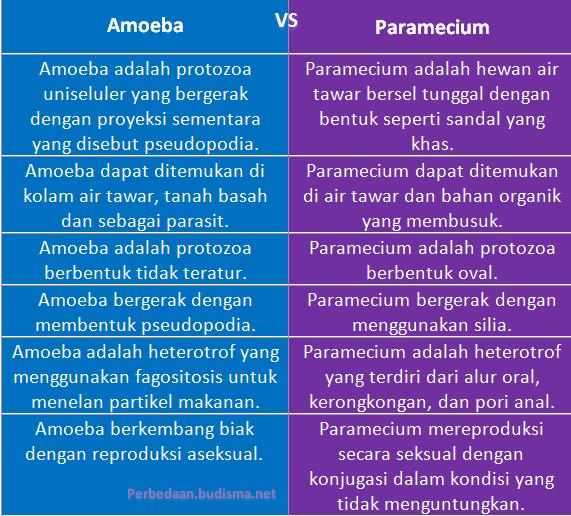 Detail Gambar Bentuk Amoeba Parameceyum Nomer 13