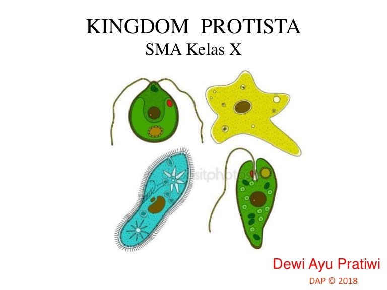 Detail Gambar Bentuk Amoeba Parameceyum Nomer 19