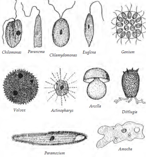 Detail Gambar Bentuk Amoeba Parameceyum Nomer 31