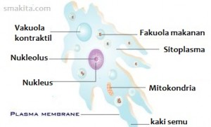 Detail Gambar Bentuk Amoeba Parameceyum Nomer 5