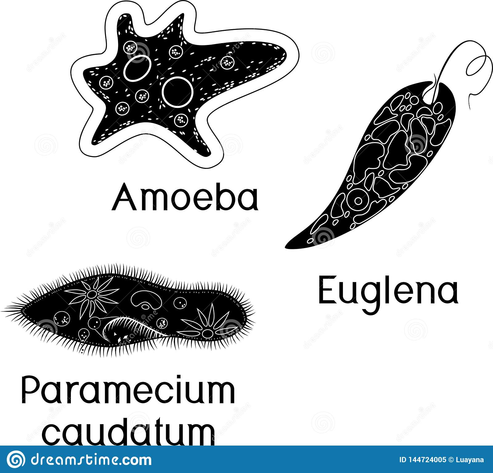 Detail Gambar Bentuk Amoeba Parameceyum Nomer 39