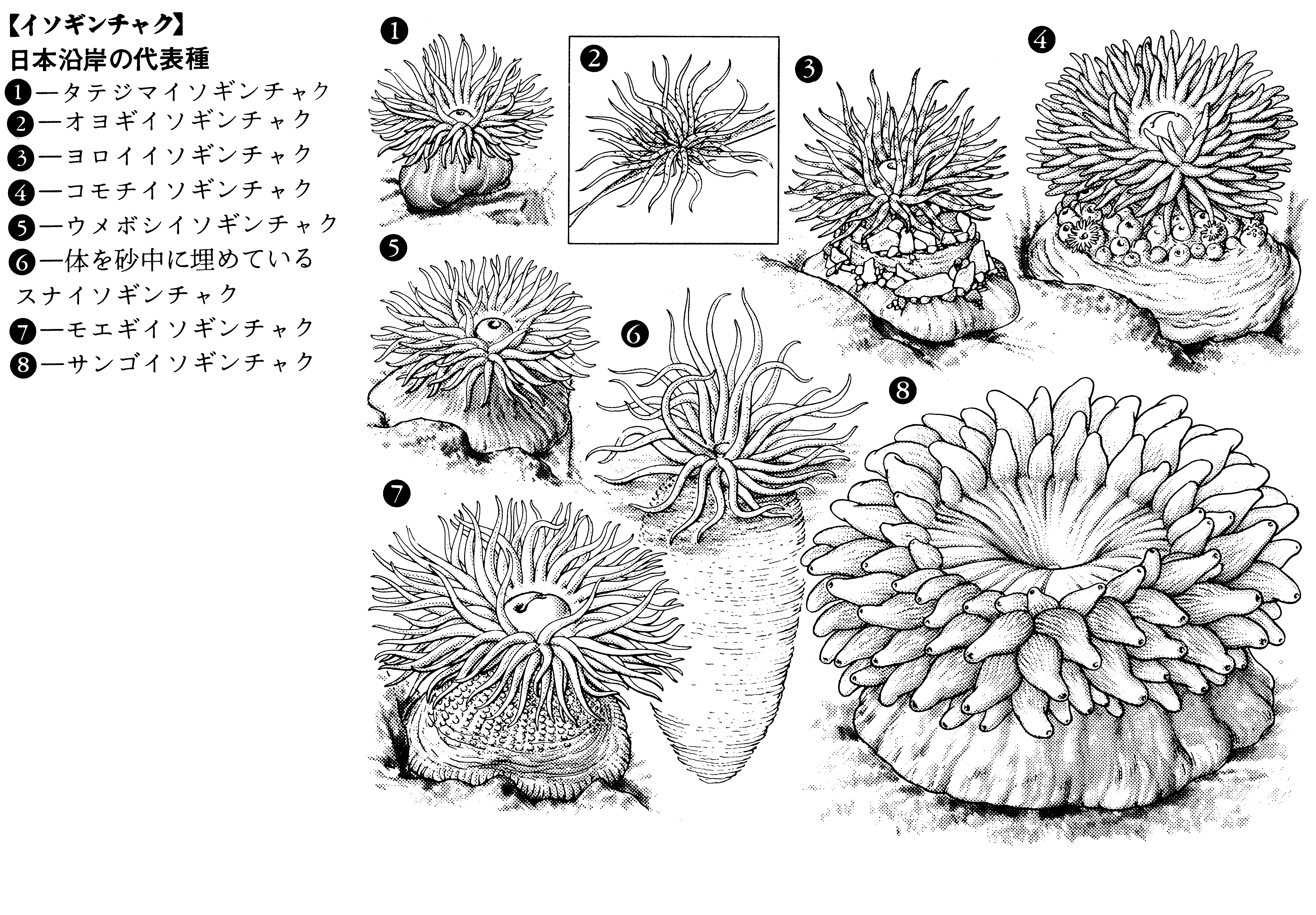 Detail Gambar Bentuk Anemon Laut Nomer 31