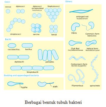 Detail Gambar Bentuk Bakteri Nomer 10