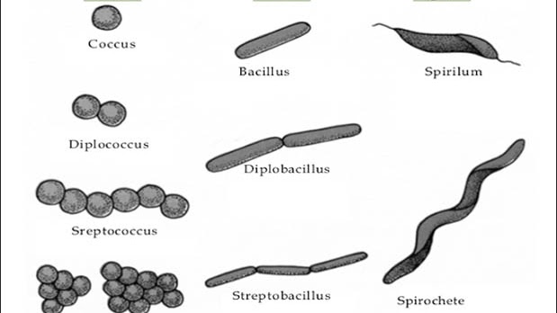 Detail Gambar Bentuk Bakteri Nomer 17