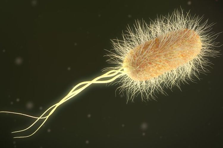 Detail Gambar Bentuk Bakteri Nomer 29