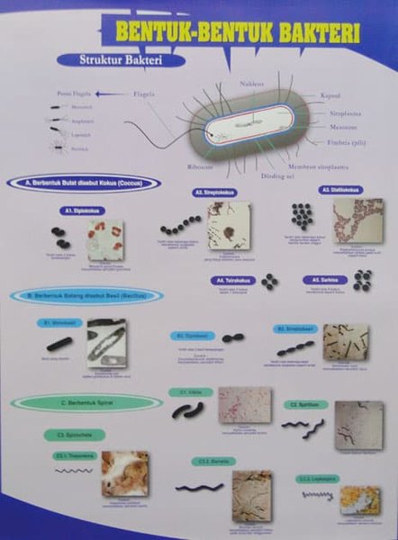 Detail Gambar Bentuk Bakteri Nomer 34