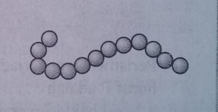 Detail Gambar Bentuk Bakteri Nomer 35