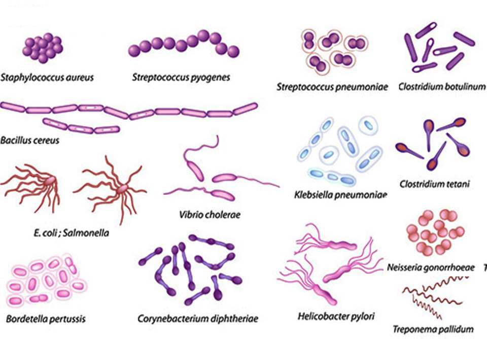 Detail Gambar Bentuk Bakteri Nomer 41