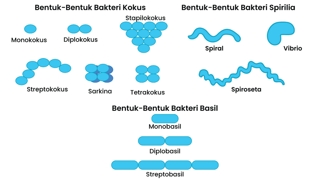 Detail Gambar Bentuk Bakteri Nomer 9