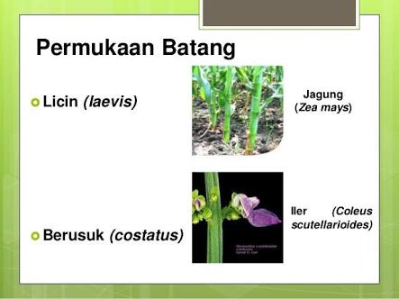 Detail Gambar Bentuk Batang Bersegi Nomer 3