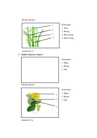 Detail Gambar Bentuk Batang Jakang Nomer 22