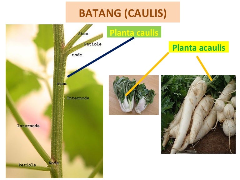 Detail Gambar Bentuk Batang Jakang Nomer 41