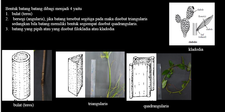 Detail Gambar Bentuk Batang Jakang Nomer 9