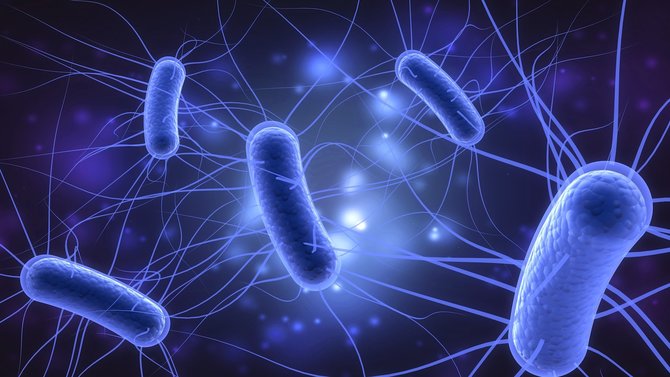 Detail Gambar Bentuk Bentuk Bakteri Dan Penyebab Penyakitnya Nomer 12