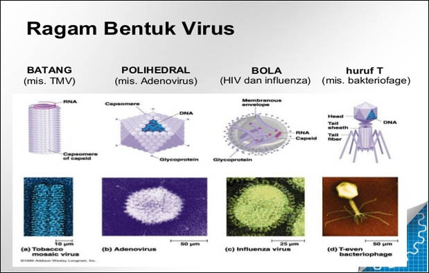 Detail Gambar Bentuk Bentuk Bakteri Dan Penyebab Penyakitnya Nomer 16