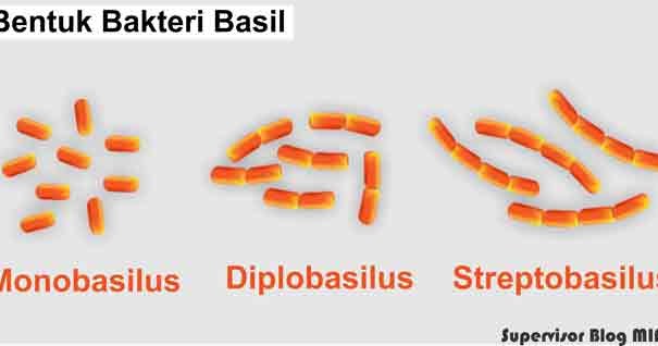 Detail Gambar Bentuk Bentuk Bakteri Dan Penyebab Penyakitnya Nomer 4