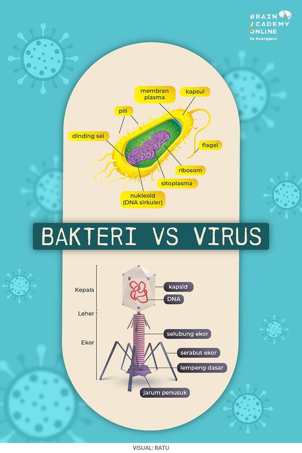Detail Gambar Bentuk Bentuk Bakteri Dan Penyebab Penyakitnya Nomer 42
