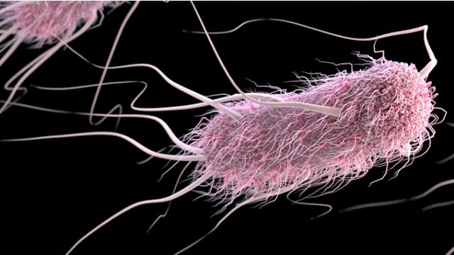 Detail Gambar Bentuk Bentuk Bakteri Dan Penyebab Penyakitnya Nomer 44