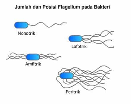 Detail Gambar Bentuk Bentuk Bakteri Dan Penyebab Penyakitnya Nomer 52