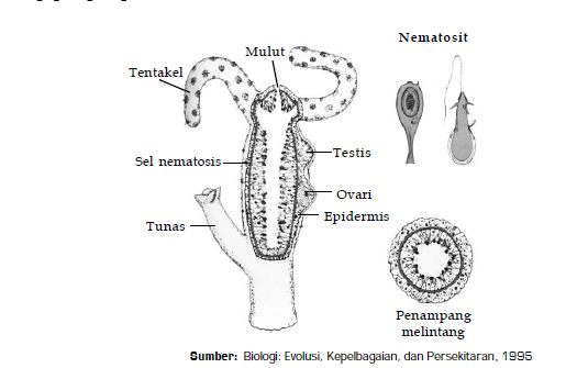 Detail Gambar Bentuk Hydra Nomer 11