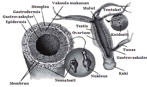 Detail Gambar Bentuk Hydra Nomer 19