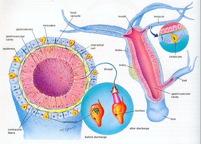 Detail Gambar Bentuk Hydra Nomer 25