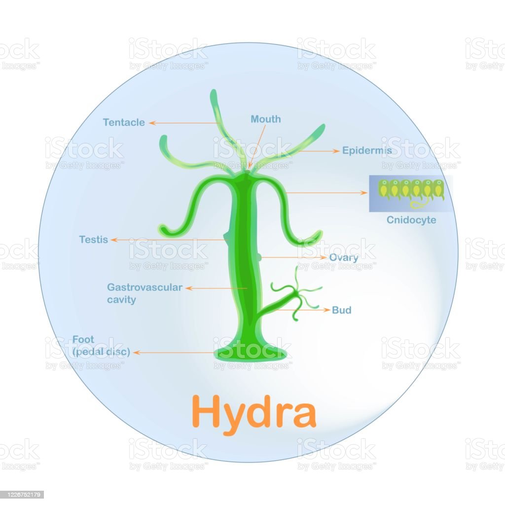 Detail Gambar Bentuk Hydra Nomer 28