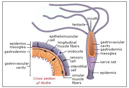 Detail Gambar Bentuk Hydra Nomer 4