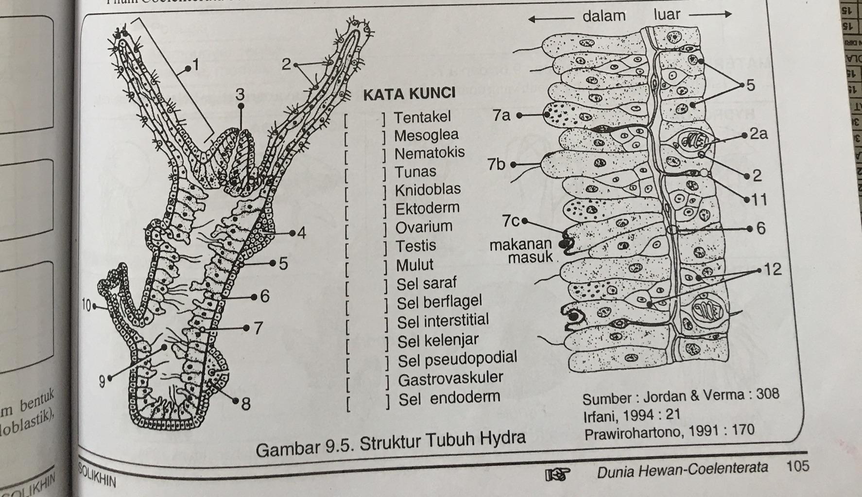 Detail Gambar Bentuk Hydra Nomer 52