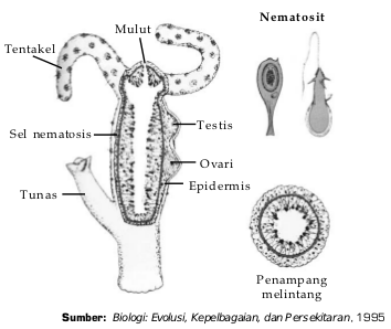 Detail Gambar Bentuk Hydra Nomer 8