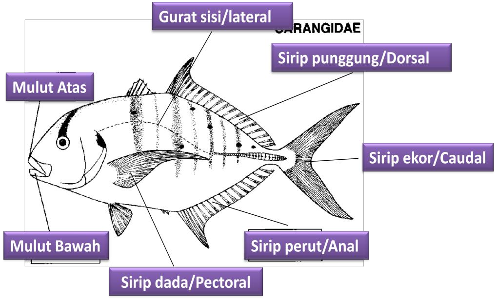 Gambar Bentuk Ikan - KibrisPDR