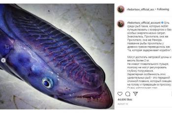 Detail Gambar Bentuk Ikan Nomer 20