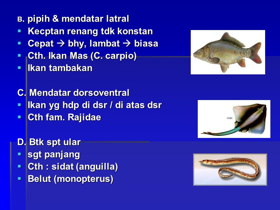 Detail Gambar Bentuk Ikan Nomer 4