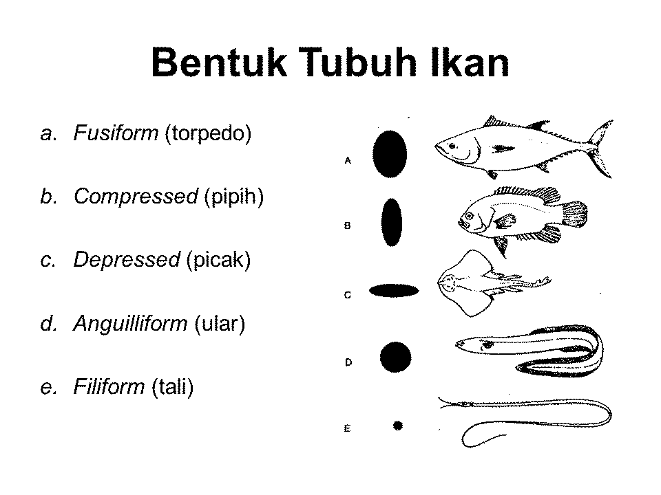 Detail Gambar Bentuk Ikan Nomer 5