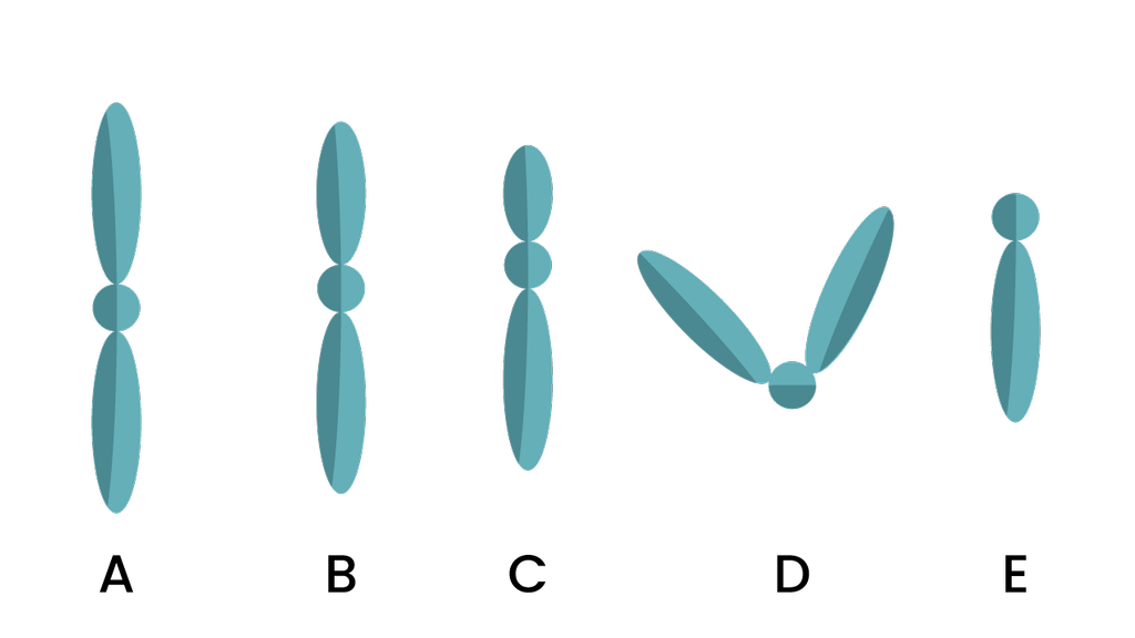 Detail Gambar Bentuk Kromosom Nomer 15