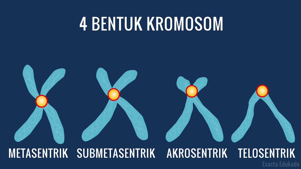 Detail Gambar Bentuk Kromosom Nomer 3